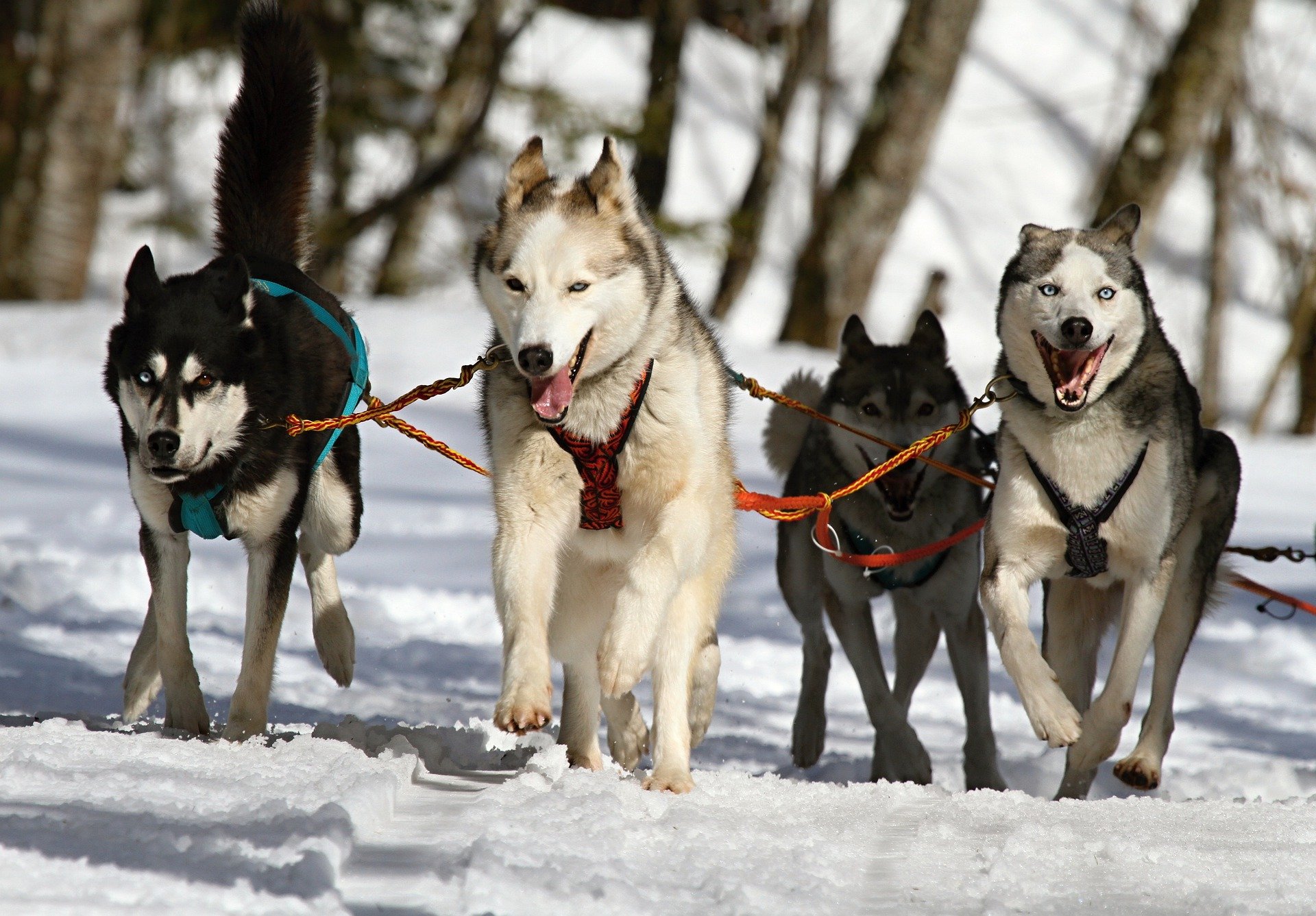 A picture of a team of sled dogs pulling a sled